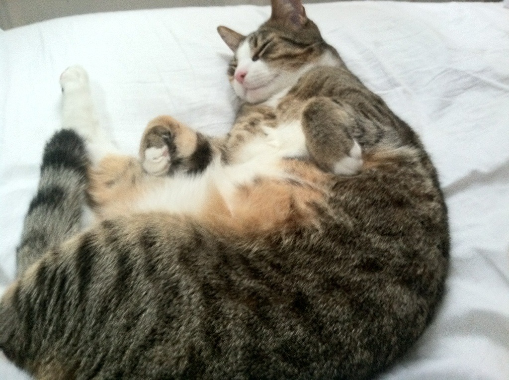 kaiyun网站-“意甲强队鏖战北方，积分榜不断洗牌”，意甲榜最新积分表